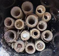 Bamboo pieces bunched together, showing the hollow opening filled with nesting material.