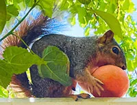 Sou_Squirrel_sm