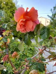 Rose © Judy Quan