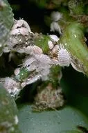 Mealybugs - Courtesy UCANR