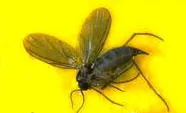 Fungus_Gnat_ed_UCANR_IPM