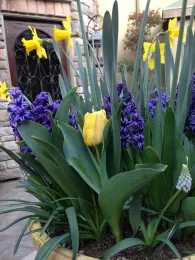 Spring Bulbs 10.15.22
