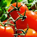 tomatoes