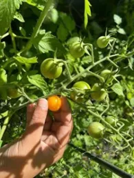 CherryTomatoes-smaller