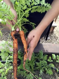 Garden Guides