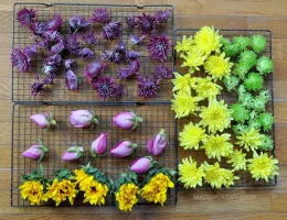 dried flowers 3