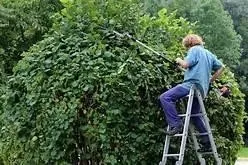ladder