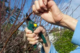 pruner