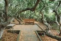 Elfin Boardwalk