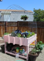 3 1/2' tall pink planter with fall vegetables such as lettuce.