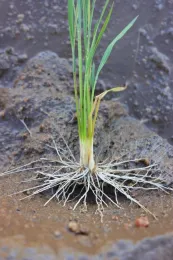 Una planta de arroz con las raíces visibles. Fotografía por Julia Bailey-Serres/UC Riverside