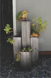 succulents