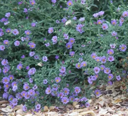 California aster 'Purple Haze' blooming