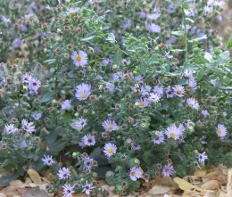 California aster 'Point St. George' blooming