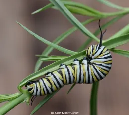 A monarch caterpillar munching on milkweed. (Photo by Kathy Keatley Garvey)