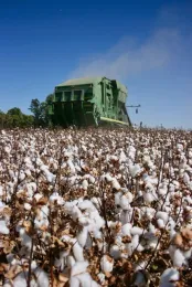 Cotton