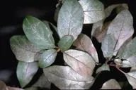 thrips