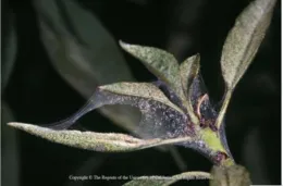 SpiderMites