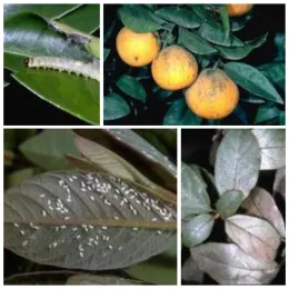 Summer Pests