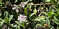 Lippia_LOchoa_sm2