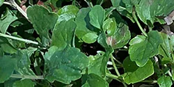 Yerba_Buena_LOchoa