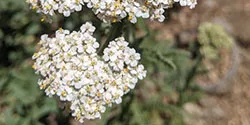 Yarrow_KVerhoef_sm