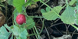 Beach_Strawberry_LOchoa