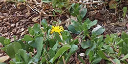 Grindelia_KVerhoef