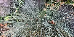 Fescue