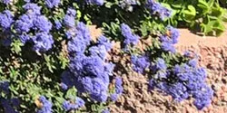 Ceanothus_LPalmquist