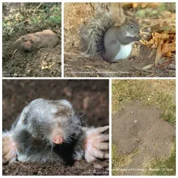Adult pocket gopher, Thomomys sp. Photo by Jack Kelly Clark. Adult mole, Scapanus sp. Photo by Jerry P. Clark. Western gray squirrel, Sciurus griseus