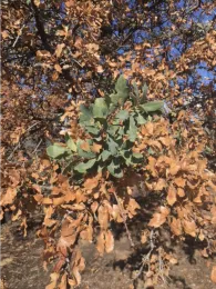 Fire Oak