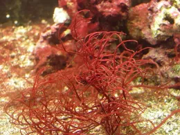 Gracilaria sp Image by Mark Blaxter, Wikimedia commons