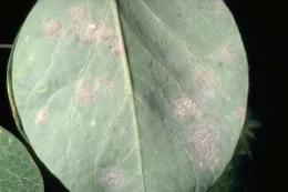 Sugar pea foliage damaged by powdery mildew Erysiphe polygoni A Charles Crabb UCIPM
