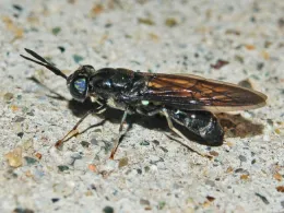 Black soldier fly by Kathy Keatley Garvey