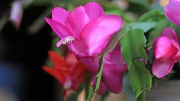 Thanksgiving Cactus