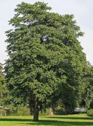 Tree-of-heaven Credit Götterbaum, CC-BY-SA 2.5