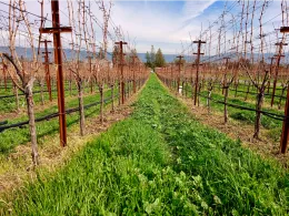 Moulds Vineyard