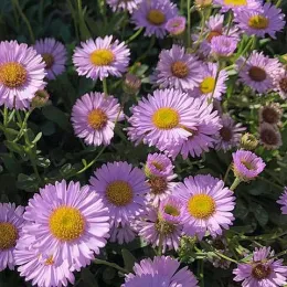 Seaside Daisy