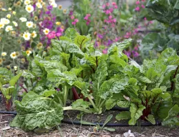 Fall veggies and summer flowers © University of California