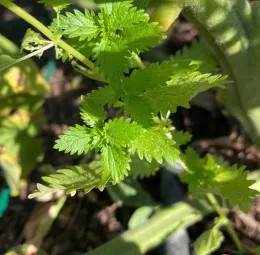 Burning Nettles