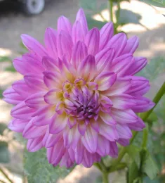 Melissa M Dahlia