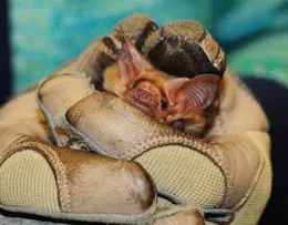Leather glove holding a bat.