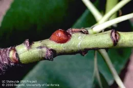 European fruit lecanium.Photo by Jack Kelly Clark.