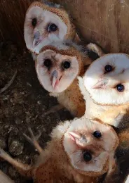 Tres lechuzas comunes se asoman desde una caja de nido en Davis. Un estudio de UC Davis reveló que el mejor momento para limpiar las cajas de nidos es en el otoño, antes la temporada de reproducción invernal de las lechuzas. Fotografía por Ryan Bourbour, UC Davis.
