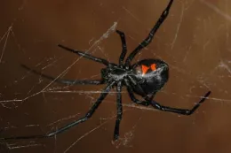 Female black widow hanging upside down on her web, showing the red hourglass on the underside of her abdomen.