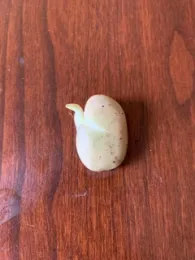 Soaked fava bean.