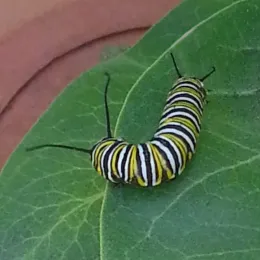 Monarch caterpillar, photo by C. Callas