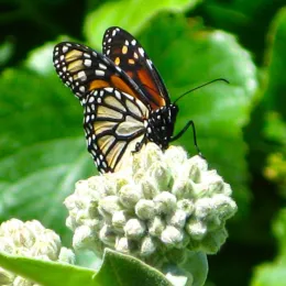 Monarch butterfly, photo by C. Callas
