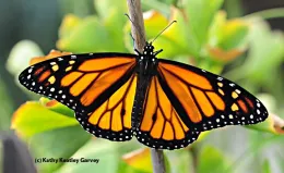 Black and orange monarch butterfly with wings spread out.
